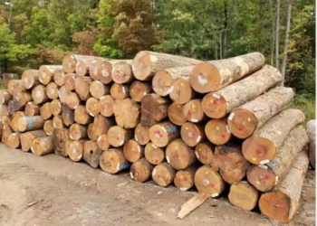 Wood Logs